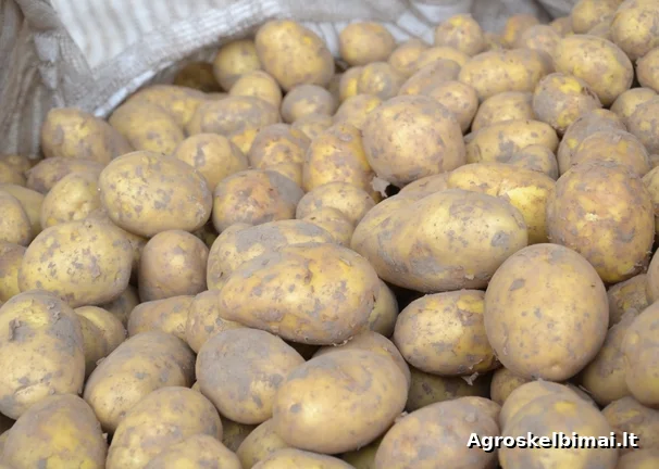 Parduodu Įvairaus Dydžio Bulves