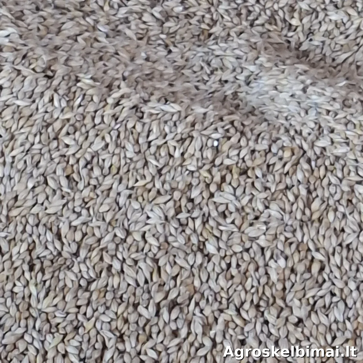 Kviečiai vasariniai