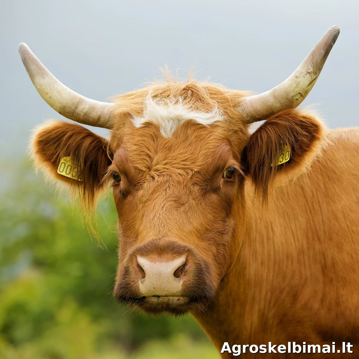 Perka galvijus šunų maistui